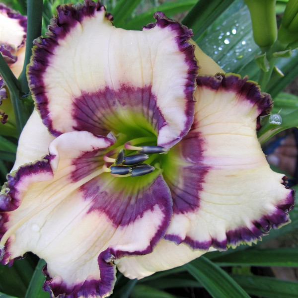 Саженцы Лилейник Inviting Romance (Инфайтинг Романс)