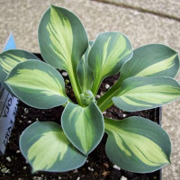 Саженцы Хоста Holy Mouse Ears (Холи Маус Иарс) S