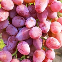 Саженцы Виноград Оригинал