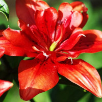 Луковицы  Лилия Коктейль Твинс (3шт.)