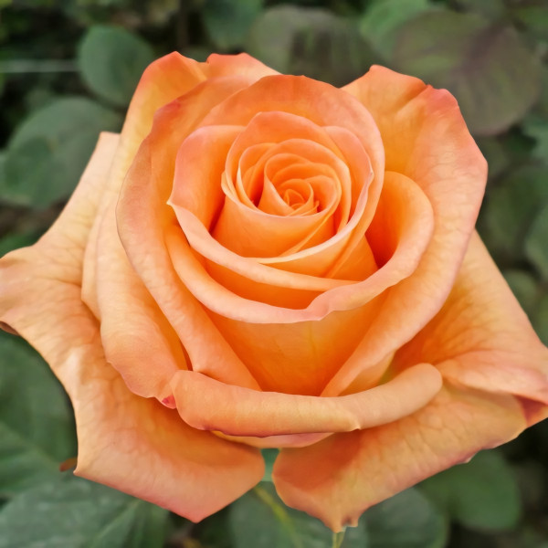 Саженцы Роза чайно-гибридная Карпе Дием