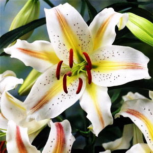  Лилия восточная Garden Party (Гарден Пати)