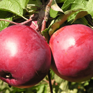 Саженцы Яблоня Антей
