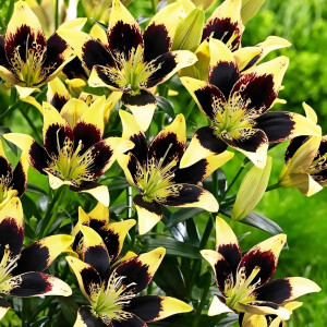  Лилия биколор азиатская Easy Dance (Изи Данс)