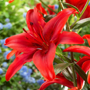  Лилия азиатская Red County (Рэд Каунти)