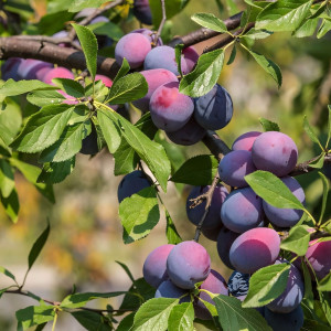 Саженцы Слива Ренклод