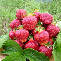 Саженцы Земляника Изаура, 5шт.