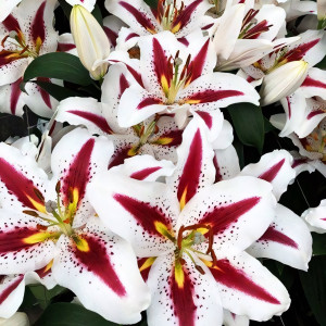  Лилия восточная Big Smile (Биг Смайл)