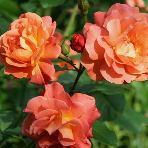 Саженцы Роза флорибунда Замбра