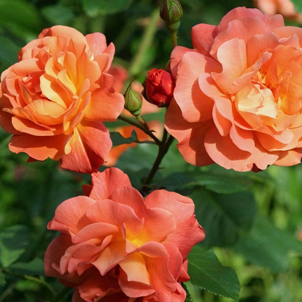 Саженцы Роза флорибунда Замбра