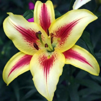 Луковицы  Лилия ОА гибрид Sunny Crown (Санни Краун) (3шт.)