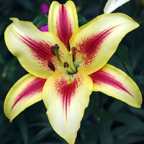 Луковицы  Лилия ОА гибрид Sunny Crown (Санни Краун) (3шт.)