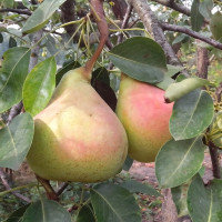 Саженцы Груша Виктория