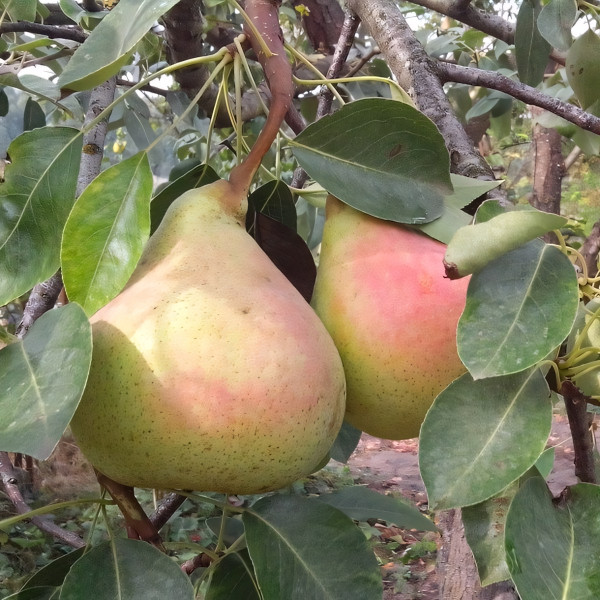 Саженцы Груша Виктория