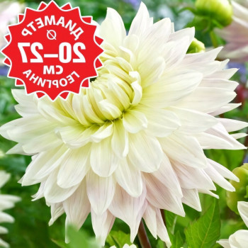 Саженцы Георгина Kiev