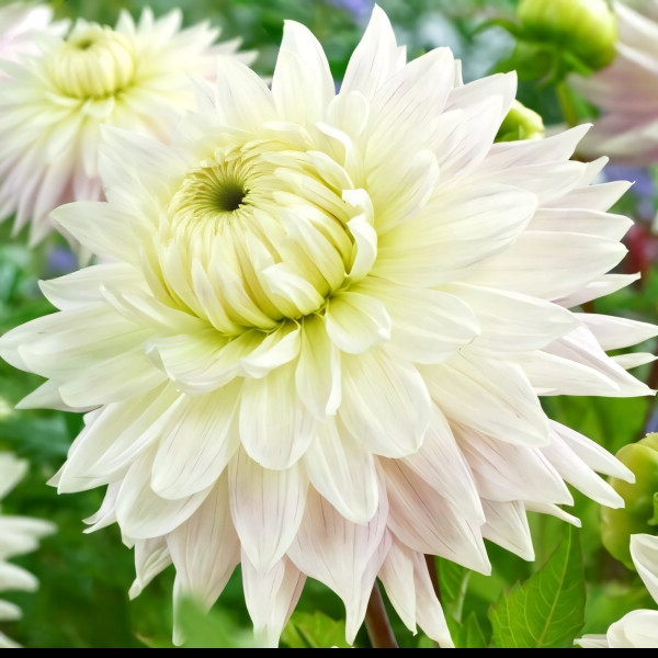 Саженцы Георгина Kiev