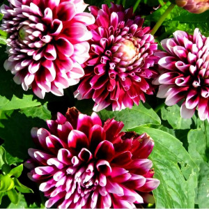 Саженцы Георгина Edinburgh