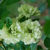 Саженцы Роза спрей Грин Айс