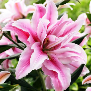  Лилия восточная Curiosity (Кьюриосити)