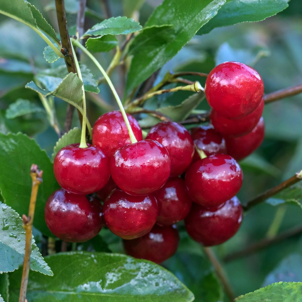 Саженцы Вишня Эрди Ботермо