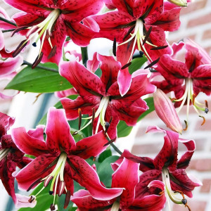  Лилия ОТ гибрид Miss Feya (Мисс Фея)