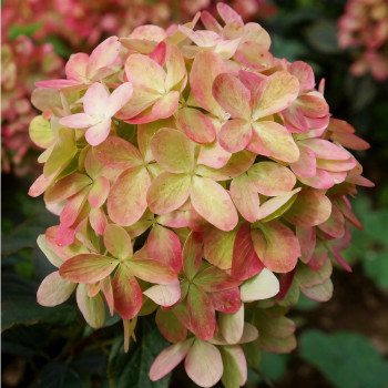 Гортензия метельчатая Graffiti (Граффити)