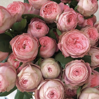 Саженцы Роза спрей Чарминг Пиано