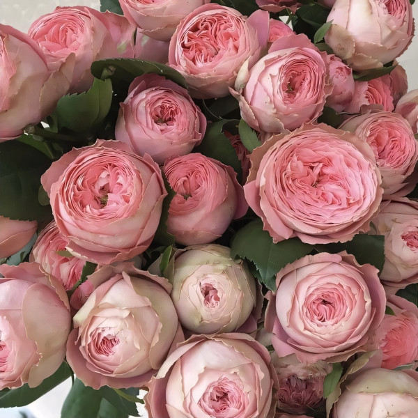 Саженцы Роза спрей Чарминг Пиано