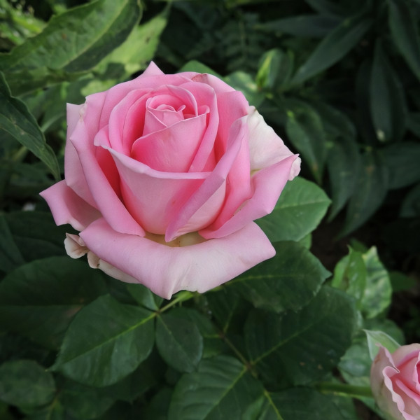 Саженцы Роза чайно-гибридная Аква