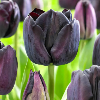 Тюльпан Триумф Блэк Джек (в упаковке - 3шт.)