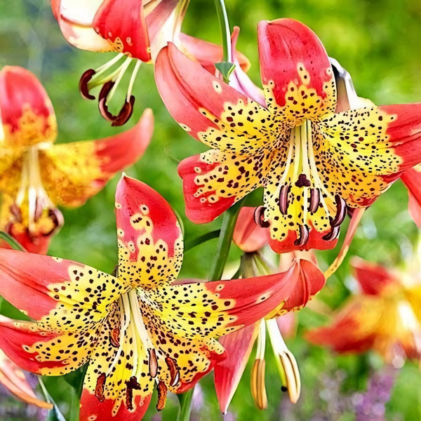 Луковицы  Лилия Fusion (Фьюжн) (3шт.)