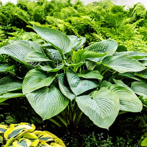 Саженцы Хоста Empress Wu (Эмпресс Ву) XL