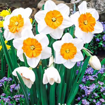 Нарцисс Профессор Эйнштейн (в упаковке - 3шт.)