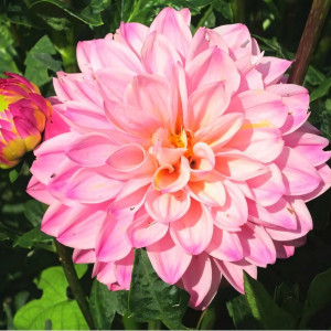 Саженцы Георгина Princesse Laetitia