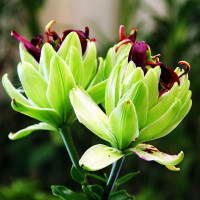 Луковицы  Лилия азиатская Mystery Dream (Мистери Дрим) (3шт.)