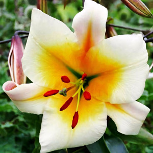  Лилия ОТ гибрид Miss Peculiar (Мисс Пекулияр)