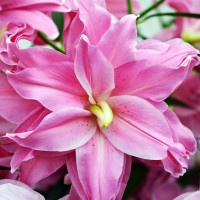 Луковицы  Лилия восточная Lotus Elegance (Лотус Элеганс) (3шт.)