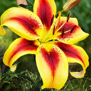  Лилия АОА гибрид Viva la Vida (Вива ла Вида)