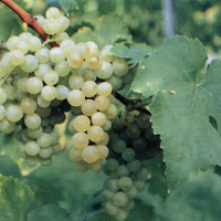 Саженцы Виноград белый Мускат Оттонель