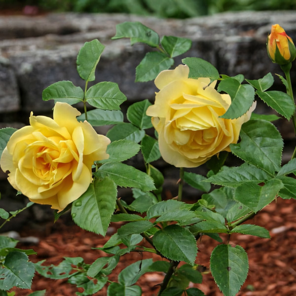 Саженцы Роза флорибунда Чайнатаун