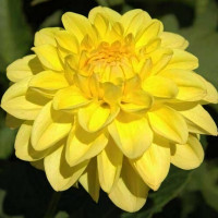 Саженцы Георгина Sisa (Сиса)