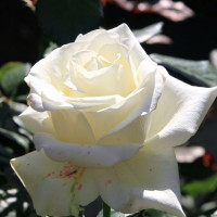 Саженцы Роза чайно-гибридная Клер Оушен