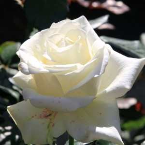 Саженцы Роза чайно-гибридная Клер Оушен