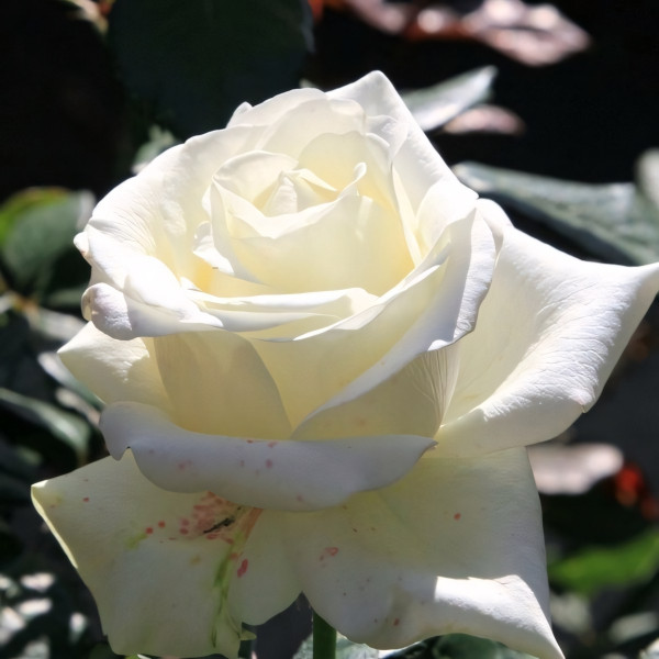 Саженцы Роза чайно-гибридная Клер Оушен