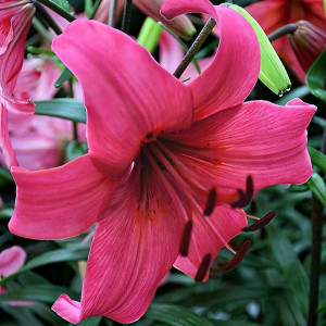  Лилия тигровая Pink Flight (Пинк Флайт)