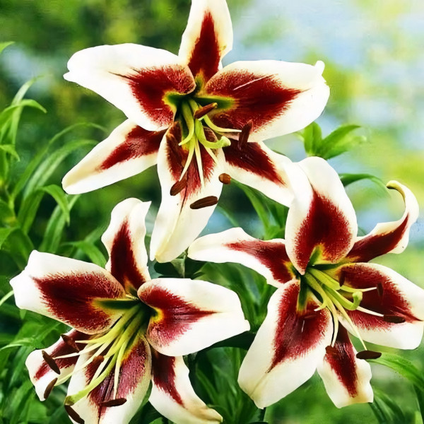 Луковицы Саженцы Лилия ОТ гибрид Lesley Woodriff (Лесли Вудриф) (3шт.)