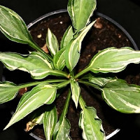 Саженцы Хоста Moulin Rouge (Мулен Руж) М