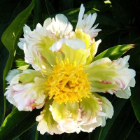 Саженцы Пион Green Halo (Грин Хало)