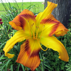 Саженцы Лилейник On Silken Thread (Он Силкен Срэд)