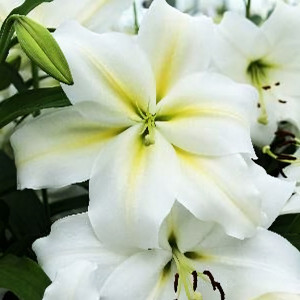  Лилия Гизмо